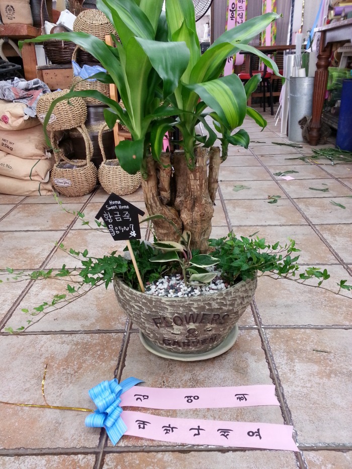 Ȳ���� �迵�� �� ��� �����Դϴ�